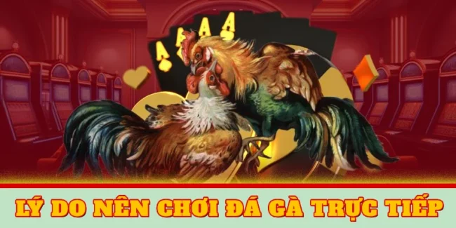 ly-do-khach-hang-lụa-chọn-choi-da-ga-truc-tiep