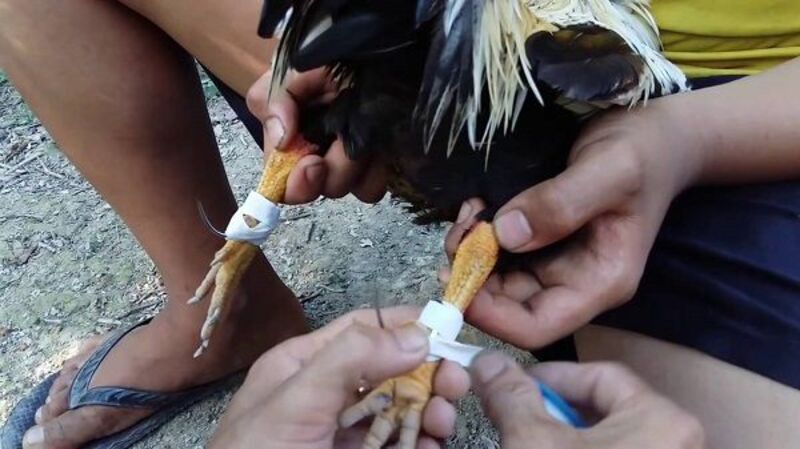 Cách trồng cựa gà đá chi tiết nhất cho mọi sư kê 