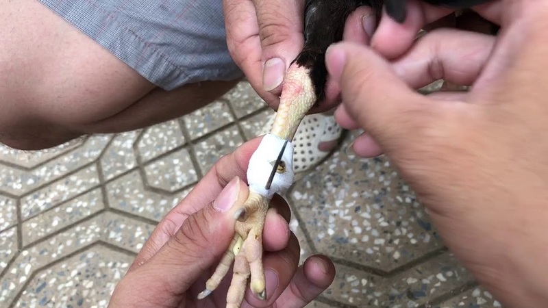 Những lưu ý quan trọng khi trồng cựa cho gà đá 